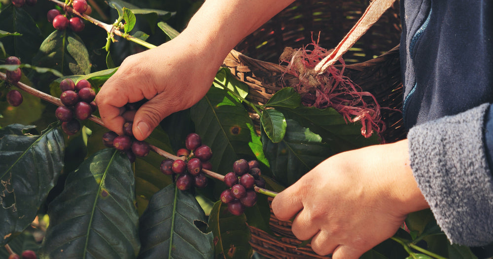 How to Choose Organic Coffee Near You Now